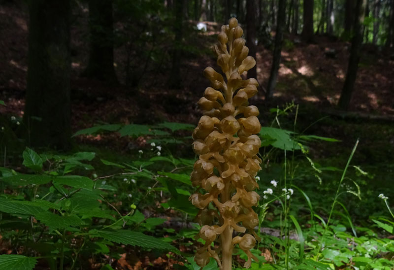 Neottia nidus-avis......dal Trentino